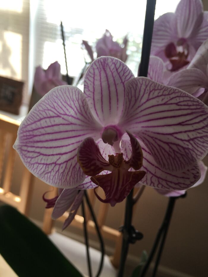 15 Of The Best Unprofessional Photos Of Flowers I Took