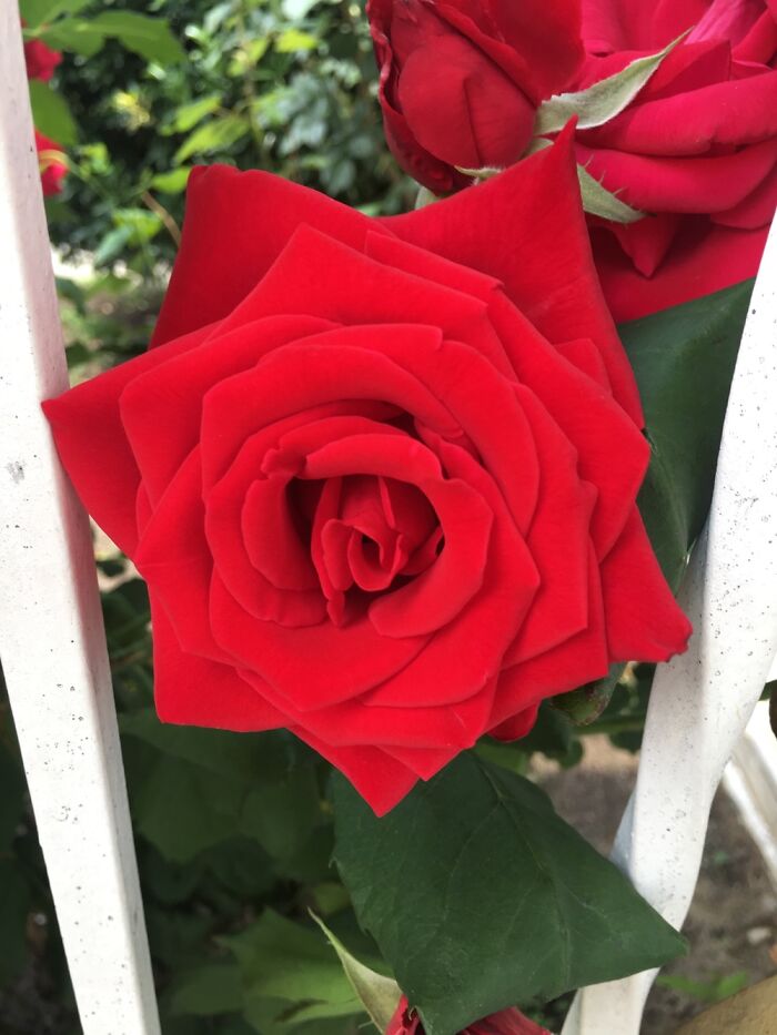 15 Of The Best Unprofessional Photos Of Flowers I Took