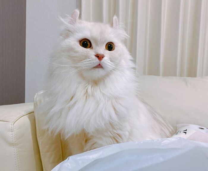 30 Unique Cat Breeds That Stand Out From The Crowd 30 Unique Cat Breeds That Stand Out From The Crowd