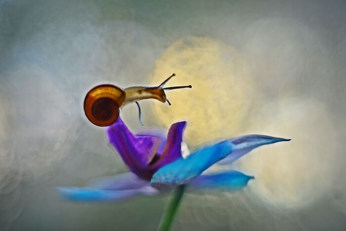 I Observed Snails In The Sun, Here Are 25 Pics That I Took Of These Captivating Beings I Observed Snails In The Sun, Here Are 25 Pics That I Took Of These Captivating Beings