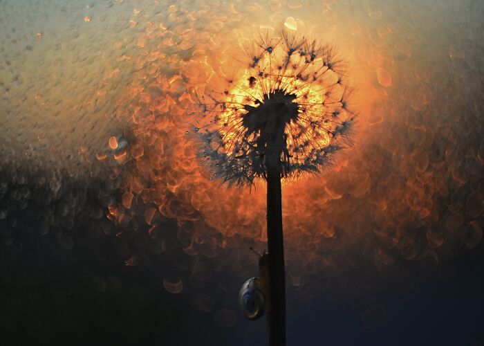 I Observed Snails In The Sun, Here Are 25 Pics That I Took Of These Captivating Beings I Observed Snails In The Sun, Here Are 25 Pics That I Took Of These Captivating Beings