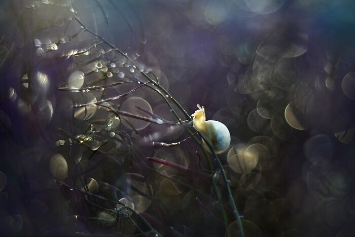 I Observed Snails In The Sun, Here Are 25 Pics That I Took Of These Captivating Beings I Observed Snails In The Sun, Here Are 25 Pics That I Took Of These Captivating Beings