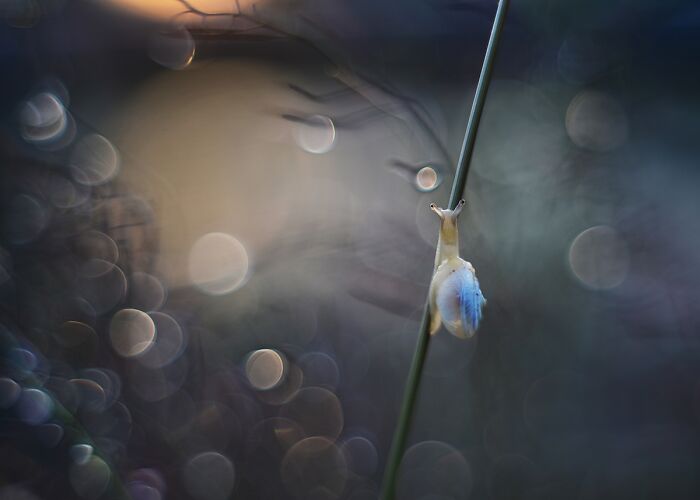 I Observed Snails In The Sun, Here Are 25 Pics That I Took Of These Captivating Beings I Observed Snails In The Sun, Here Are 25 Pics That I Took Of These Captivating Beings