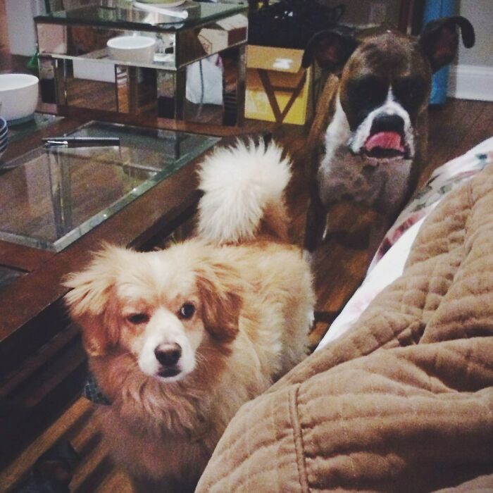 124 Funny Skeptical Animals To Make Your Day Perfect 124 Funny Skeptical Animals To Make Your Day Perfect