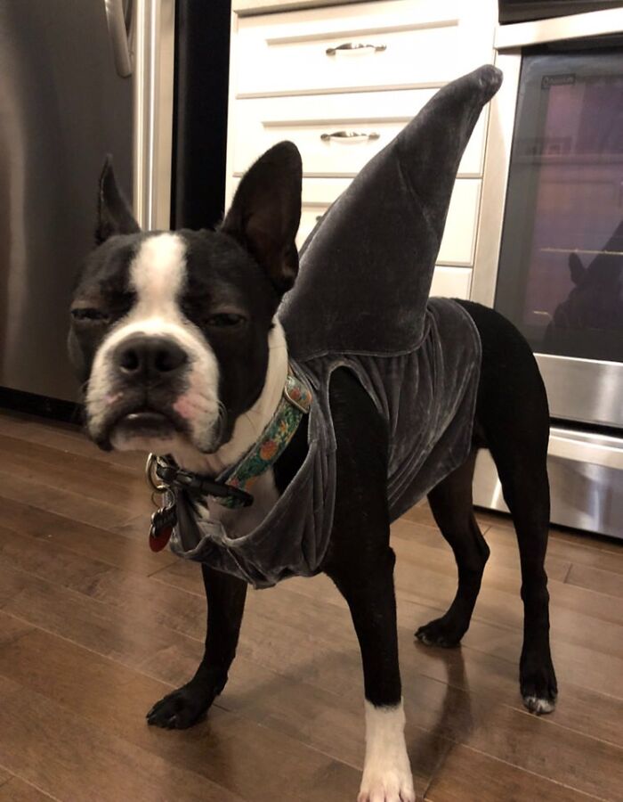 124 Funny Skeptical Animals To Make Your Day Perfect 124 Funny Skeptical Animals To Make Your Day Perfect