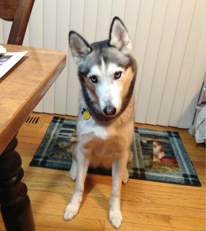 124 Funny Skeptical Animals To Make Your Day Perfect 124 Funny Skeptical Animals To Make Your Day Perfect