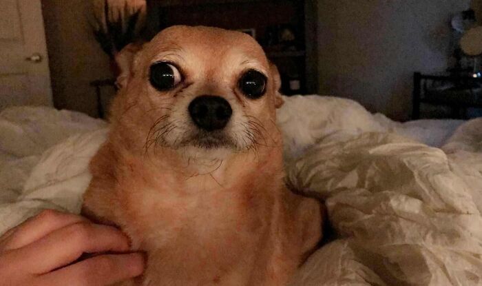 124 Funny Skeptical Animals To Make Your Day Perfect 124 Funny Skeptical Animals To Make Your Day Perfect