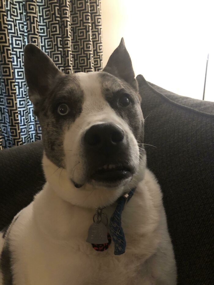 124 Funny Skeptical Animals To Make Your Day Perfect 124 Funny Skeptical Animals To Make Your Day Perfect