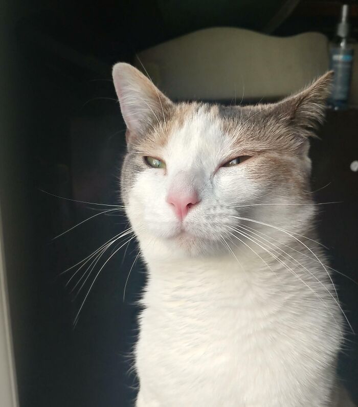 124 Funny Skeptical Animals To Make Your Day Perfect 124 Funny Skeptical Animals To Make Your Day Perfect