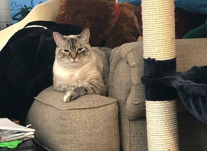 124 Funny Skeptical Animals To Make Your Day Perfect 124 Funny Skeptical Animals To Make Your Day Perfect