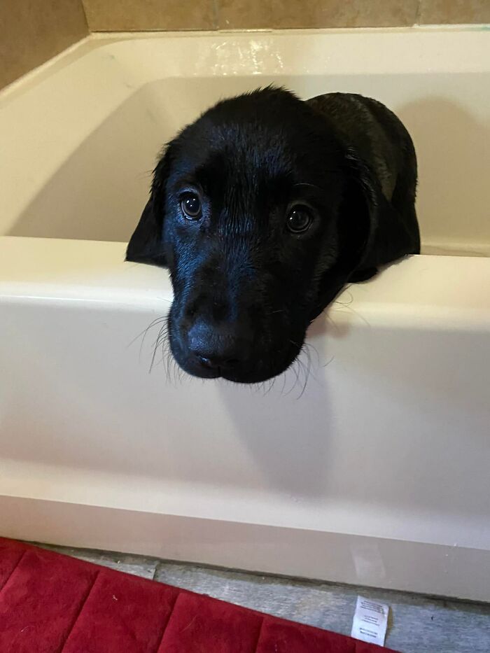 Hey Pandas, Show Us Your Animals When They Were Babies (Closed)