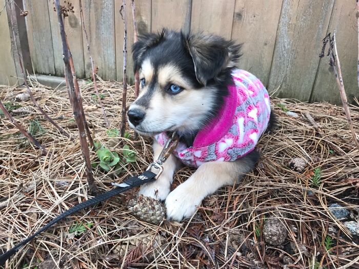 Hey Pandas, Show Us Your Animals When They Were Babies (Closed)