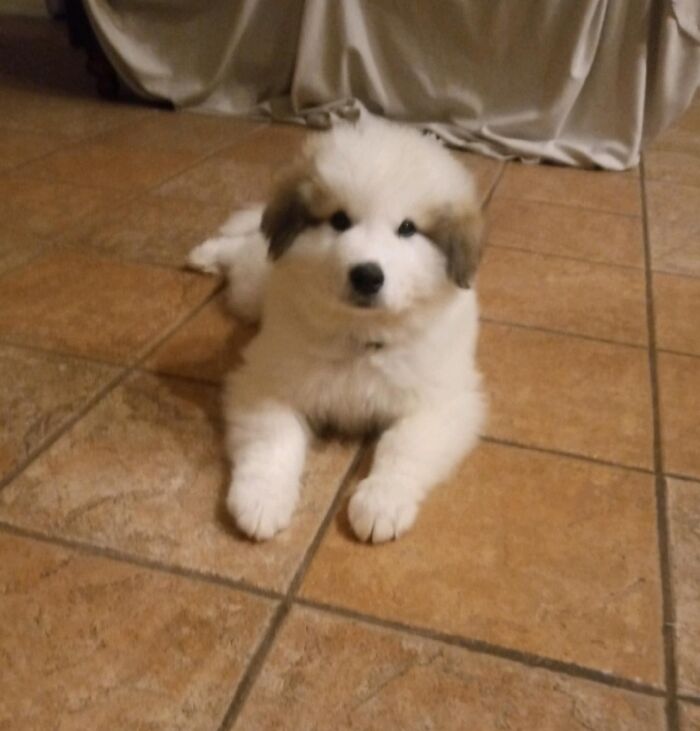 Hey Pandas, Show Us Your Animals When They Were Babies (Closed)