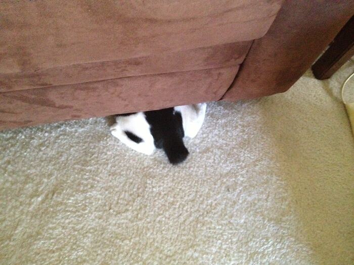 Hey Pandas, Show Us Your Animals When They Were Babies (Closed)