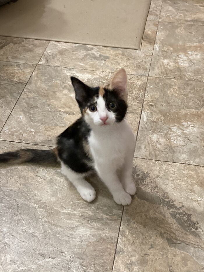 Hey Pandas, Show Us Your Animals When They Were Babies (Closed)