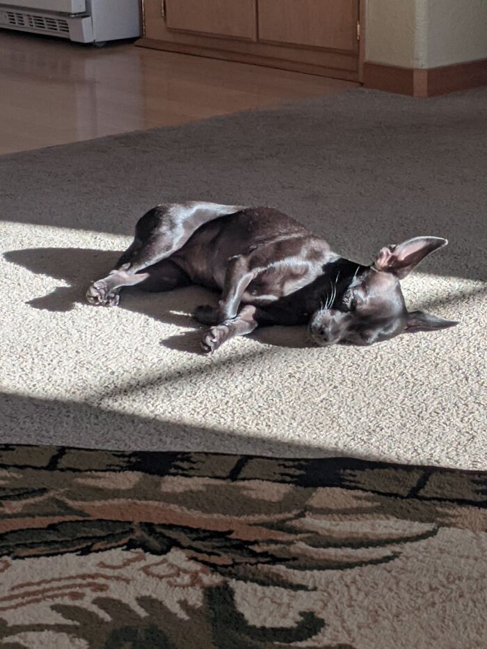 Hey Pandas, Show Us Your Animals When They Were Babies (Closed)