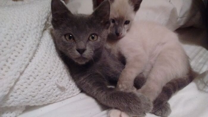 Hey Pandas, Show Us Your Animals When They Were Babies (Closed)