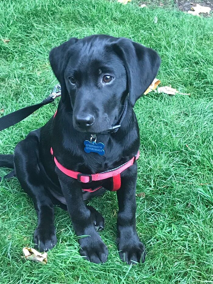 Hey Pandas, Show Us Your Animals When They Were Babies (Closed)