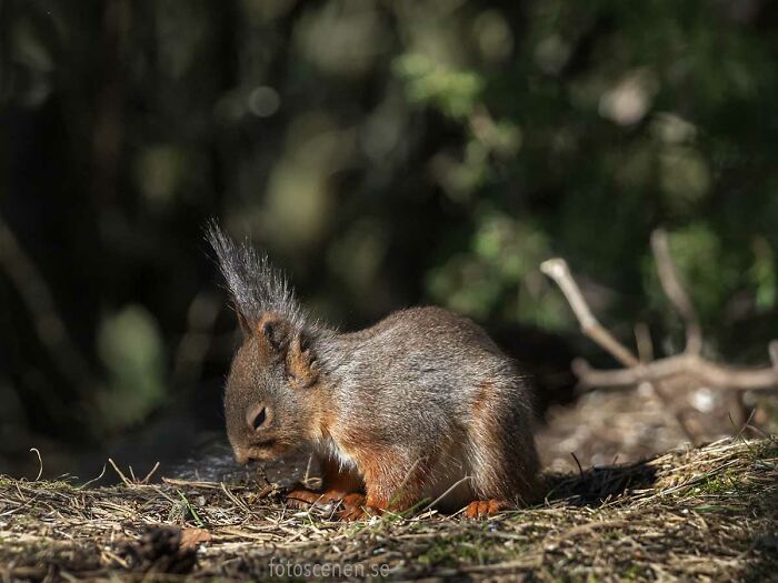 I Am A Photographer Who Captures Squirrels And Their Different Emotions, And Here Are My 35 Works (New Pics) I Am A Photographer Who Captures Squirrels And Their Different Emotions, And Here Are My 35 Works (New Pics)
