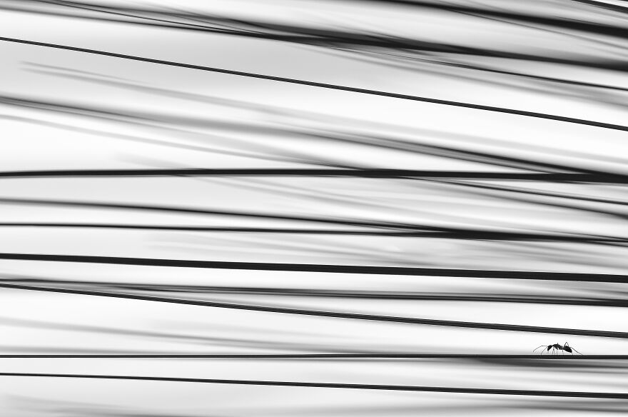 31 Of The Most Stunning Pics That Nailed The Close-Up Photographer Of The Year 2022’s “Minimal” Challenge 31 Of The Most Stunning Pics That Nailed The Close-Up Photographer Of The Year 2022’s “Minimal” Challenge