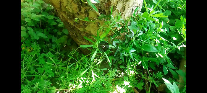 This Is Why Overgrown Weeds Can Be A Good Thing If You’re A Photographer This Is Why Overgrown Weeds Can Be A Good Thing If You’re A Photographer