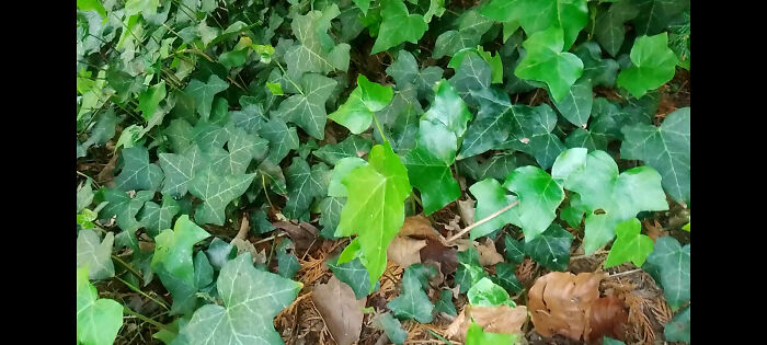 This Is Why Overgrown Weeds Can Be A Good Thing If You’re A Photographer This Is Why Overgrown Weeds Can Be A Good Thing If You’re A Photographer