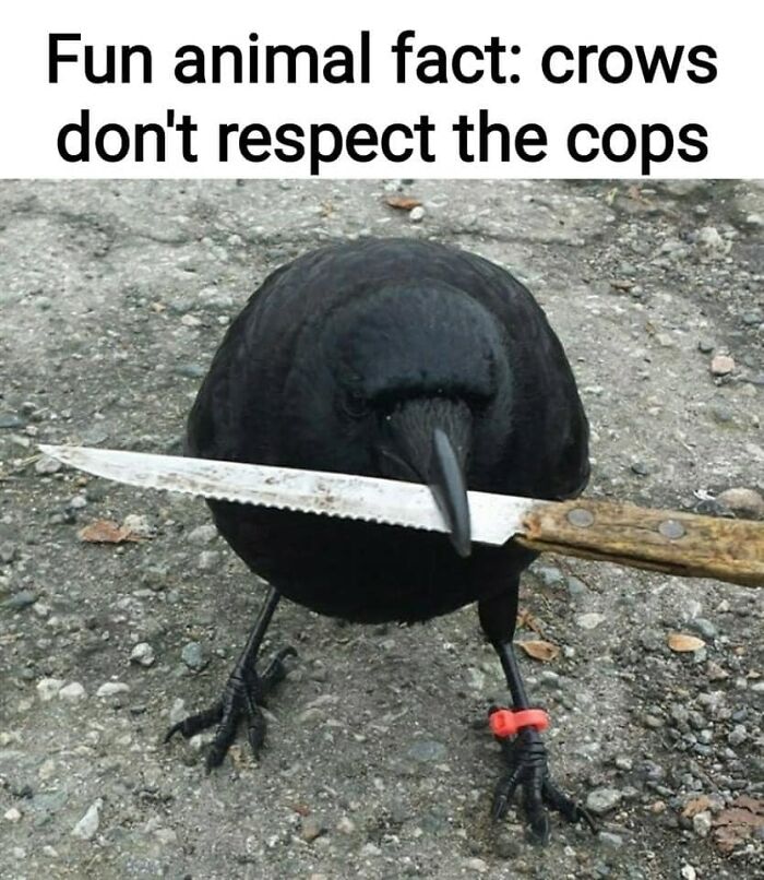 50 “Cursed” Pictures Shared By The ‘Birds With Threatening Auras’ Online Page 50 “Cursed” Pictures Shared By The ‘Birds With Threatening Auras’ Online Page