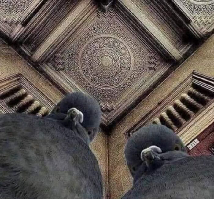 50 “Cursed” Pictures Shared By The ‘Birds With Threatening Auras’ Online Page 50 “Cursed” Pictures Shared By The ‘Birds With Threatening Auras’ Online Page