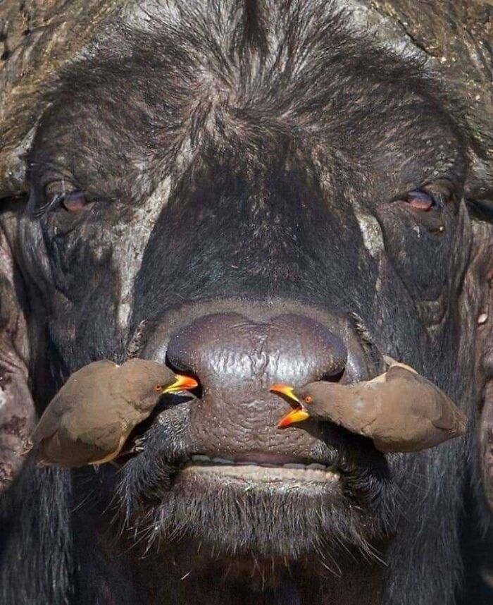 50 “Cursed” Pictures Shared By The ‘Birds With Threatening Auras’ Online Page 50 “Cursed” Pictures Shared By The ‘Birds With Threatening Auras’ Online Page