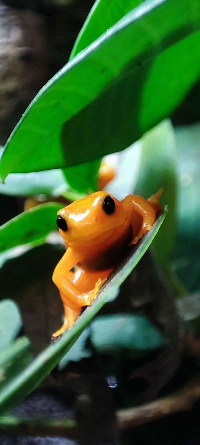 30 Times People Had A Funny Or Wholesome Encounter With A Frog In Real Life And Just Had To Share The Pic In This FB Group 30 Times People Had A Funny Or Wholesome Encounter With A Frog In Real Life And Just Had To Share The Pic In This FB Group