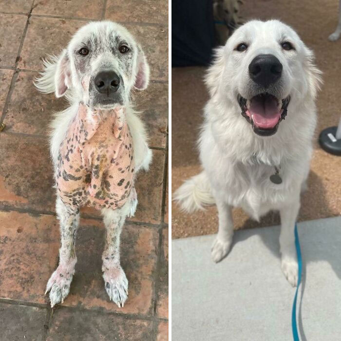 40 Pictures Of Dogs&rsquo; Before-And-After Transformations Post Adoption To Melt Your Heart (New Pics)