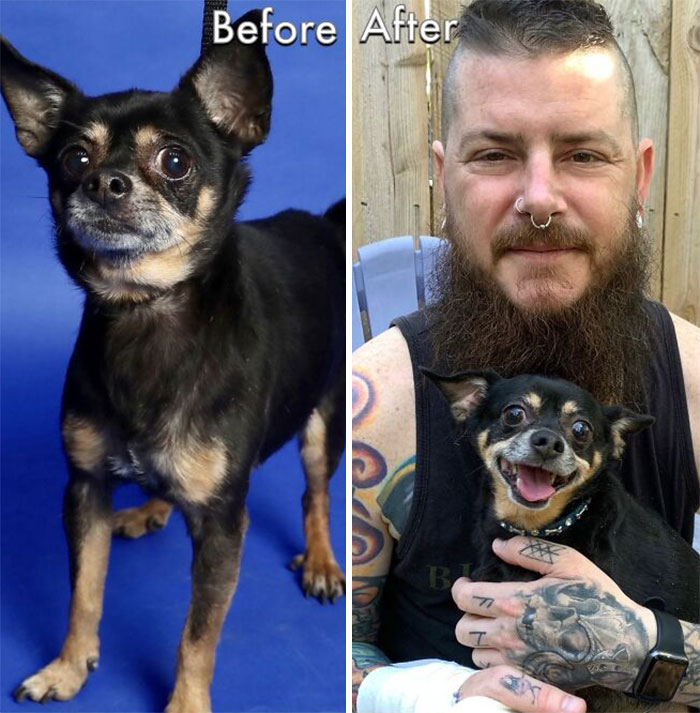 40 Pictures Of Dogs&rsquo; Before-And-After Transformations Post Adoption To Melt Your Heart (New Pics)