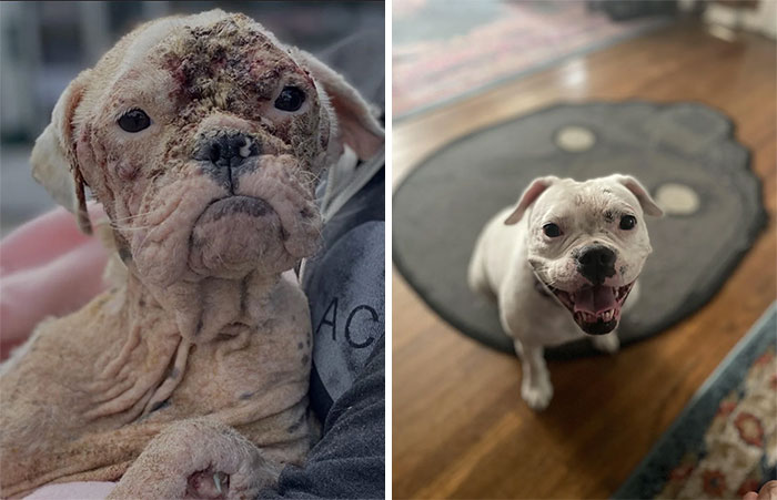 40 Pictures Of Dogs&rsquo; Before-And-After Transformations Post Adoption To Melt Your Heart (New Pics)