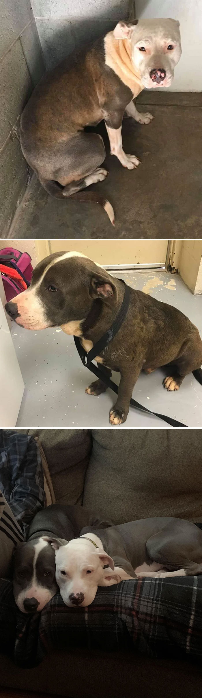 40 Pictures Of Dogs&rsquo; Before-And-After Transformations Post Adoption To Melt Your Heart (New Pics)