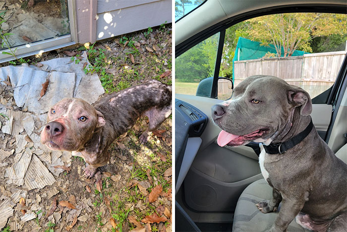 40 Pictures Of Dogs&rsquo; Before-And-After Transformations Post Adoption To Melt Your Heart (New Pics)