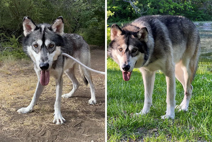 40 Pictures Of Dogs&rsquo; Before-And-After Transformations Post Adoption To Melt Your Heart (New Pics)