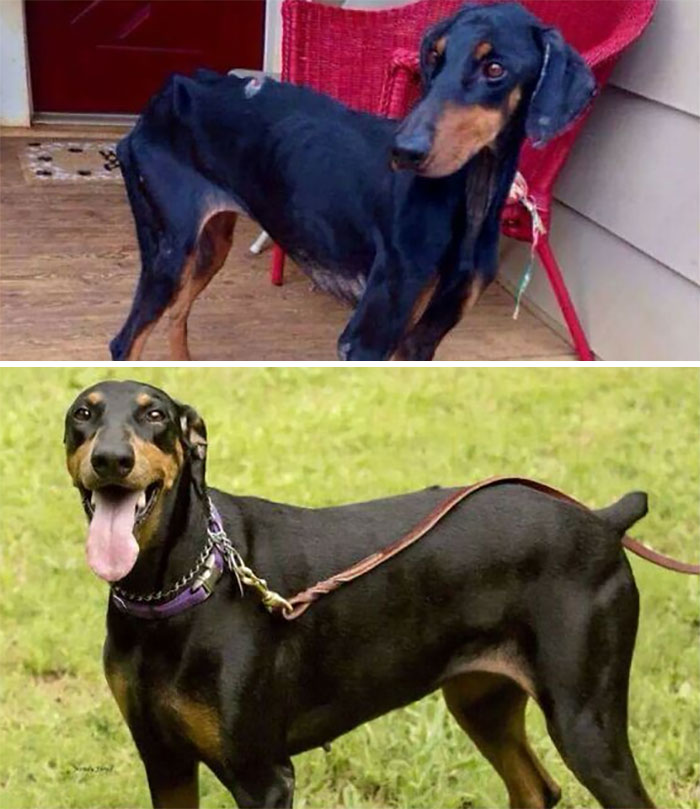 40 Pictures Of Dogs&rsquo; Before-And-After Transformations Post Adoption To Melt Your Heart (New Pics)