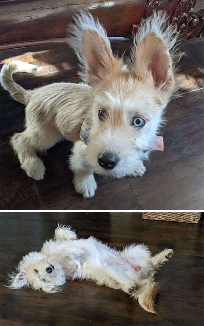 40 Pictures Of Dogs&rsquo; Before-And-After Transformations Post Adoption To Melt Your Heart (New Pics)