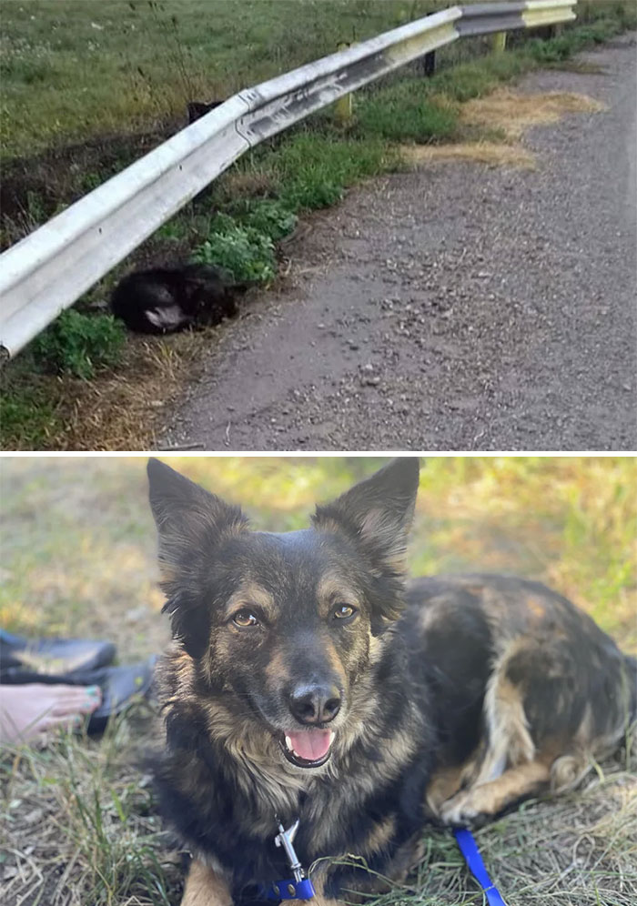 40 Pictures Of Dogs&rsquo; Before-And-After Transformations Post Adoption To Melt Your Heart (New Pics)