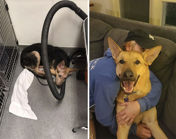 40 Pictures Of Dogs&rsquo; Before-And-After Transformations Post Adoption To Melt Your Heart (New Pics)