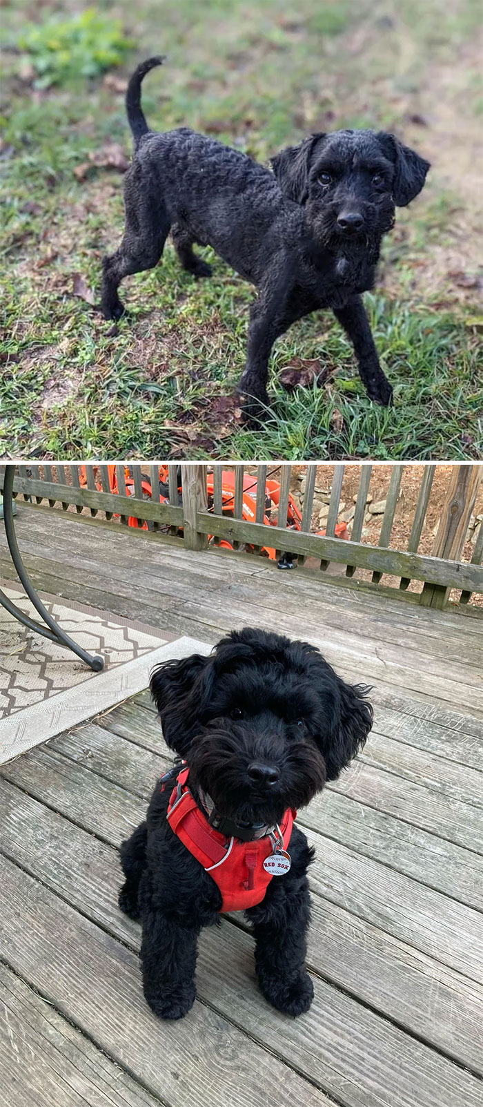 40 Pictures Of Dogs&rsquo; Before-And-After Transformations Post Adoption To Melt Your Heart (New Pics)