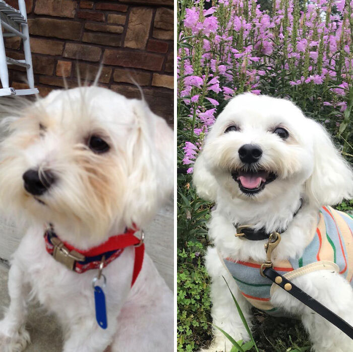 40 Pictures Of Dogs&rsquo; Before-And-After Transformations Post Adoption To Melt Your Heart (New Pics)