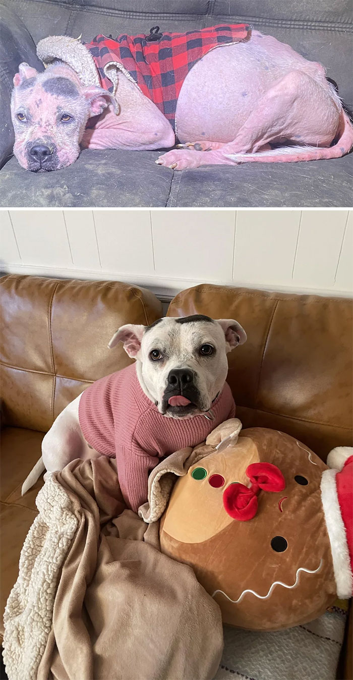 40 Pictures Of Dogs&rsquo; Before-And-After Transformations Post Adoption To Melt Your Heart (New Pics)