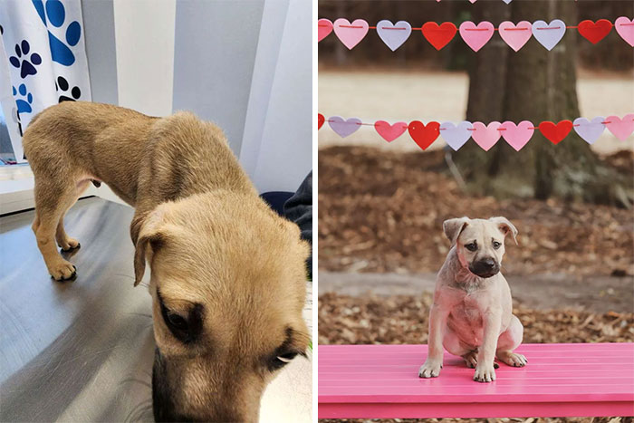 40 Pictures Of Dogs&rsquo; Before-And-After Transformations Post Adoption To Melt Your Heart (New Pics)