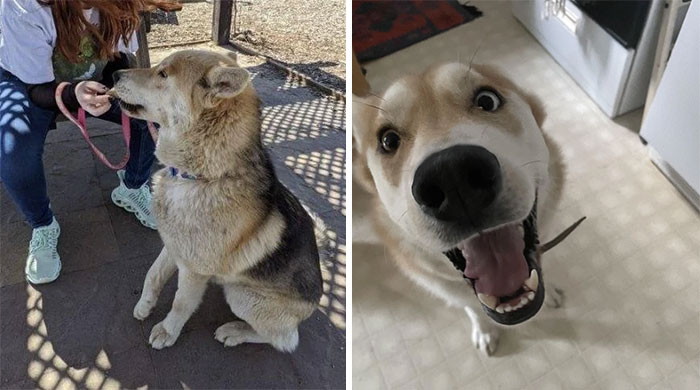 40 Pictures Of Dogs&rsquo; Before-And-After Transformations Post Adoption To Melt Your Heart (New Pics)