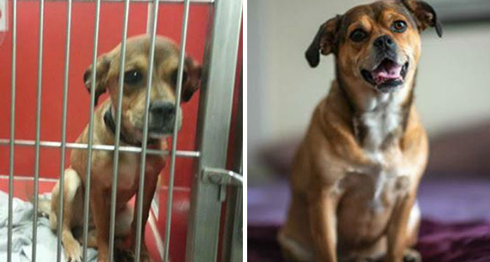 40 Pictures Of Dogs&rsquo; Before-And-After Transformations Post Adoption To Melt Your Heart (New Pics)
