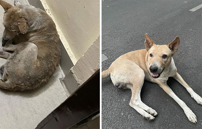 40 Pictures Of Dogs&rsquo; Before-And-After Transformations Post Adoption To Melt Your Heart (New Pics)