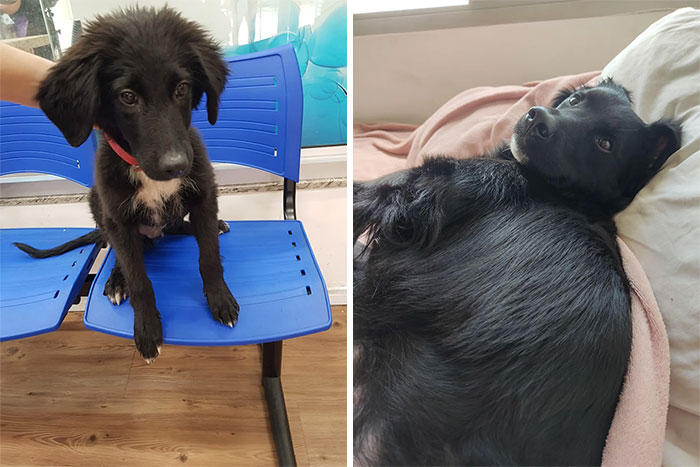 40 Pictures Of Dogs&rsquo; Before-And-After Transformations Post Adoption To Melt Your Heart (New Pics)