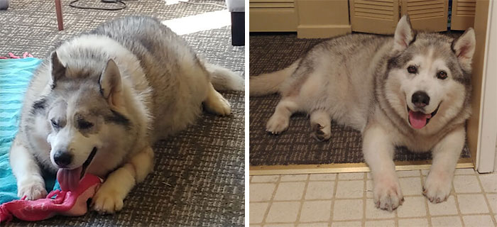 Had A Ruff Day? Here Are 87 Photos Of Cute Old Dogs To Make It Better Had A Ruff Day? Here Are 87 Photos Of Cute Old Dogs To Make It Better