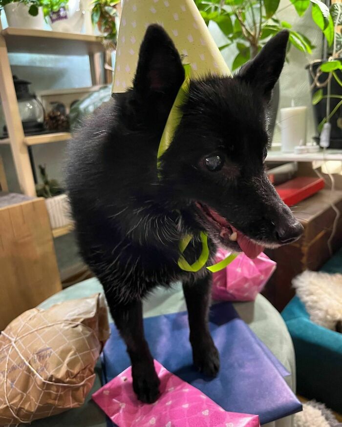 Had A Ruff Day? Here Are 87 Photos Of Cute Old Dogs To Make It Better Had A Ruff Day? Here Are 87 Photos Of Cute Old Dogs To Make It Better